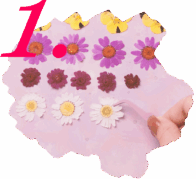 Home 9 Gently selecting petals from a pressed flower kit, beginning the creative ritual with quiet hands