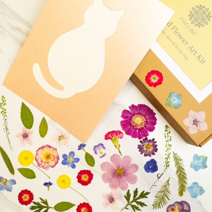 Pressed flower kit cat cosy template with peach card silhouette, ready for diy art.