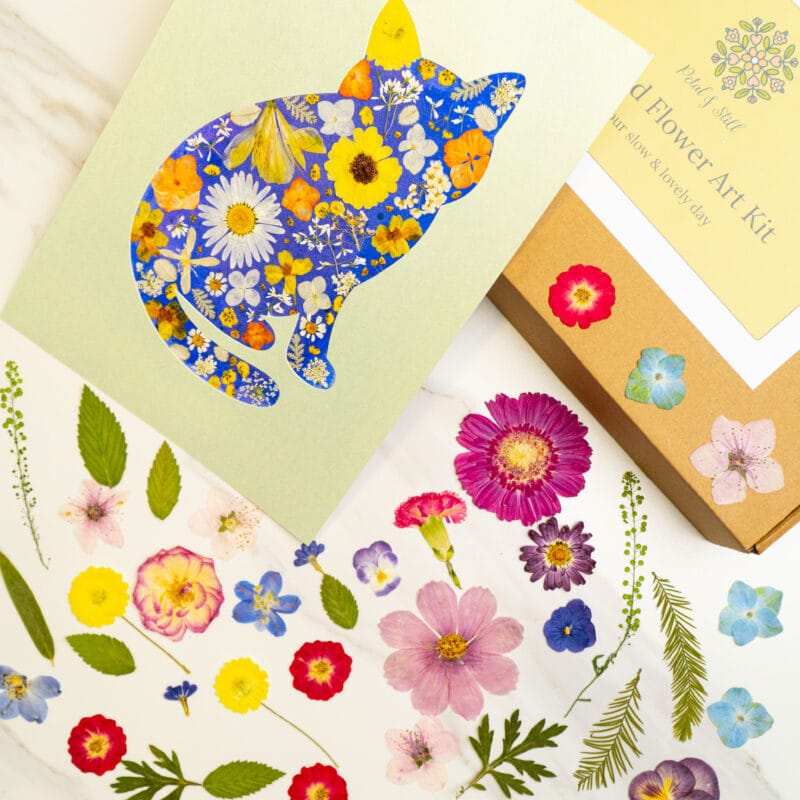 Pressed flower kit cat gentle finished design with blue, yellow, and white pressed flowers.
