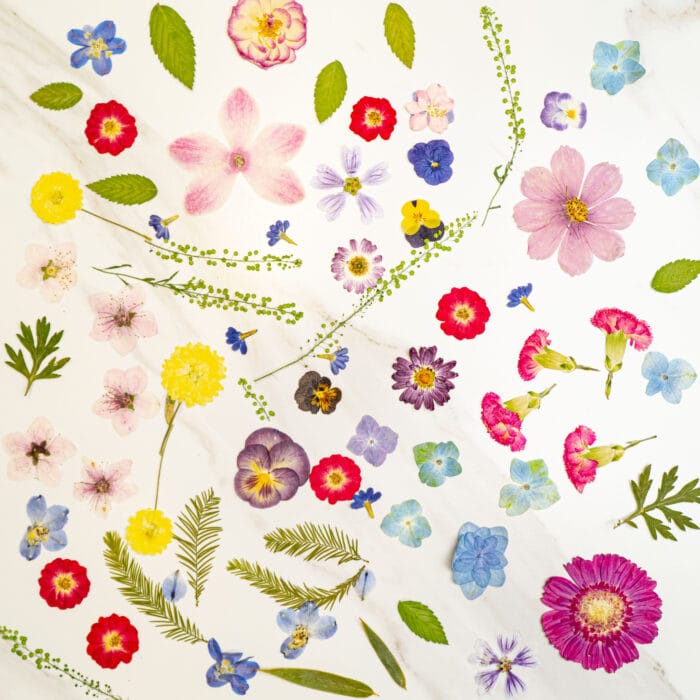Various dried flowers and leaves from a pressed flower kit, laid out on a marble background.