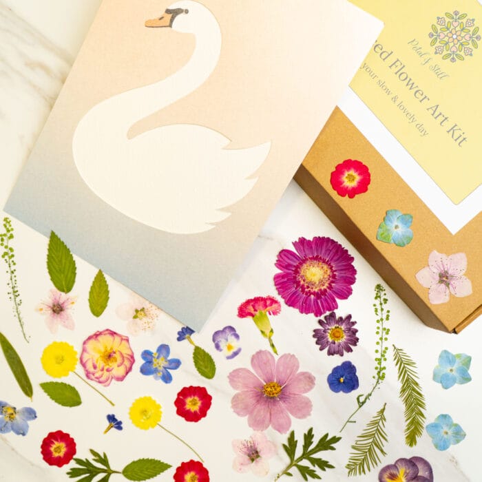 Blank swan silhouette template card from a pressed flower kit with soft gradient