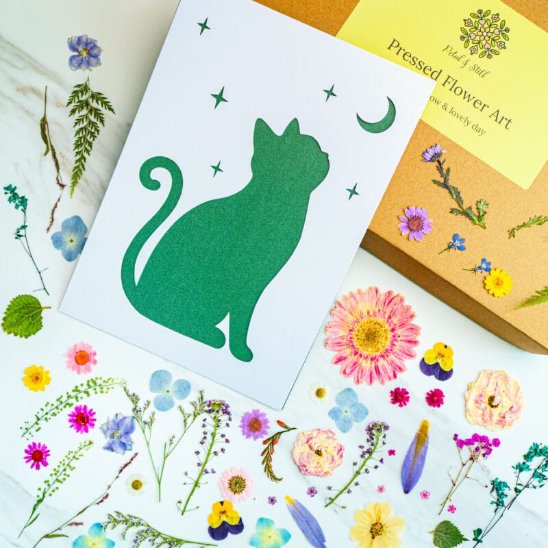 Template card of a moonlit cat silhouette sitting under stars and moon, diy pressed flower kit with natural flowers