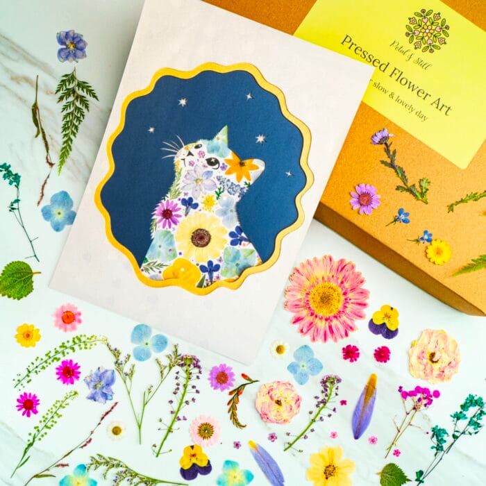 Finished pressed flower art cat silhouette, decorated with colorful blooms on a deep blue background, looking up at the stars, styled with dried flowers and petal & still kit box.