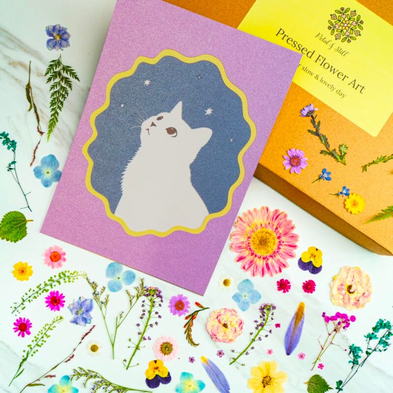 Template of pressed flower art cat silhouette on a purple background with star accents, showing the design outline for diy pressed flower kit, surrounded by dried flowers and petal & still box.